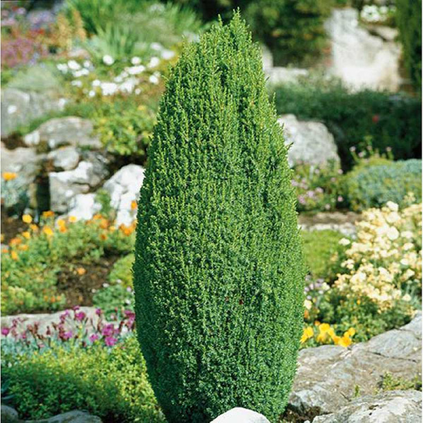 Можжевельник Обыкновенный Компресса C3 25-30cm