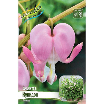 16442 Биг-пак Дицентра Купидон 02/03 25 шт 