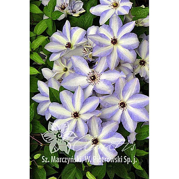 Клематис Иван Олссон P9