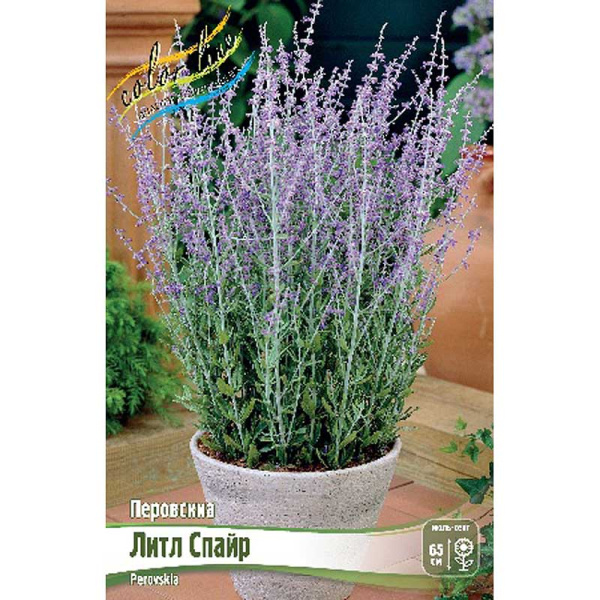 Перовскиа Литл Спайр I 1 шт