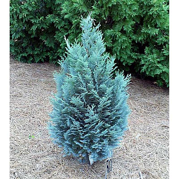 Кипарисовик Лавсона Пельтс Блю P15 (C2) 45-50