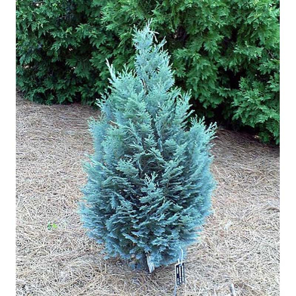 Кипарисовик Лавсона Пельтс Блю P15 (C2) 45-50