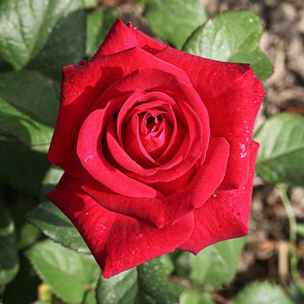 Роза чайно-гибридная Экскалибур Садовита