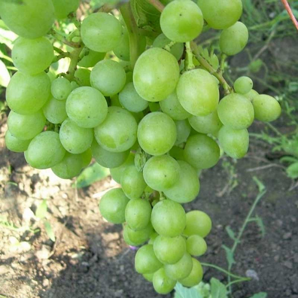 Виноград Великан средний Садовита