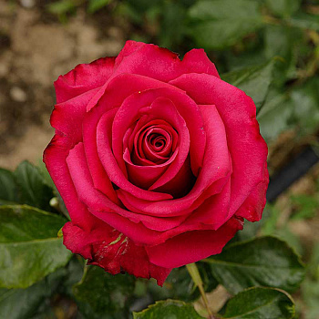 Роза чайно-гибридная Шангри-Ла Садовита