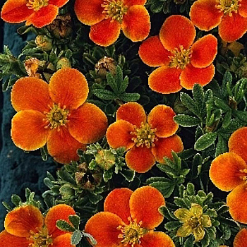 Лапчатка Кустарниковая Хопслей Оранж P9