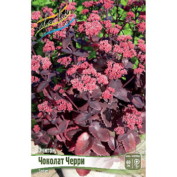 Очиток Чоколат Черри I 1 шт