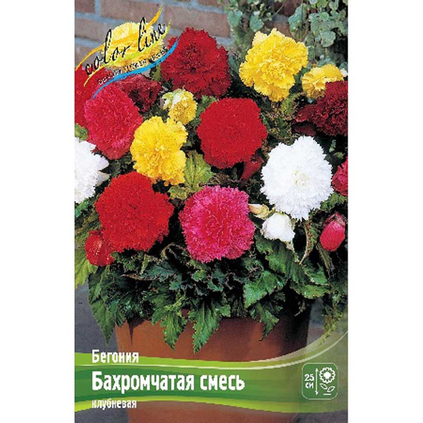 Бегония Бахромчатая Смесь 5/6 50 шт Шоу-бокс 8805