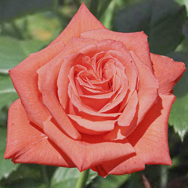 Роза чайно-гибридная Муви стар Садовита