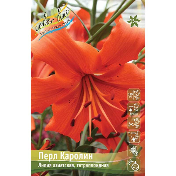 Лилия Перл Каролин 12/14 25 шт Биг-пак 11238