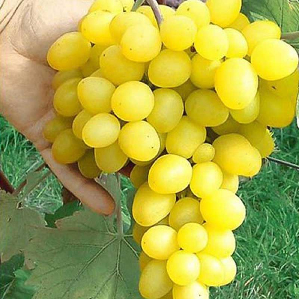 Виноград Макси ранний Садовита