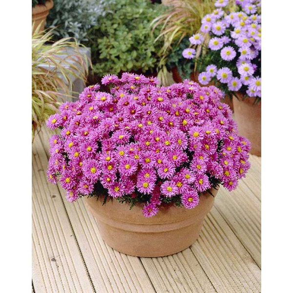 Астра Марджори I 1 шт