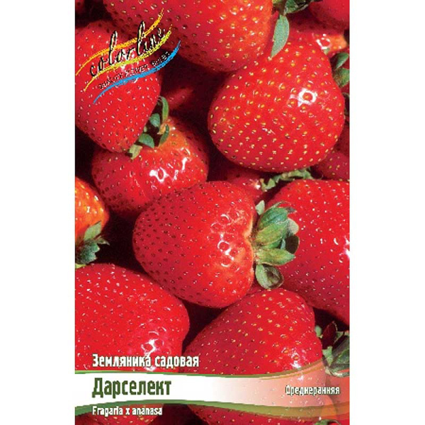 Земляника Садовая Дарселект A 5 шт 