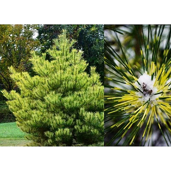 Сосна Густоцветковая Бурк`с Ред Вариегатед C10 50-60cm