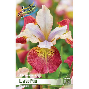 Ирис Сибирский Шугар Раш I 25 шт Биг-пак 11302
