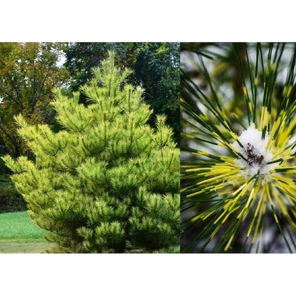 Сосна Густоцветковая Бурк`с Ред Вариегатед C10 50-60cm