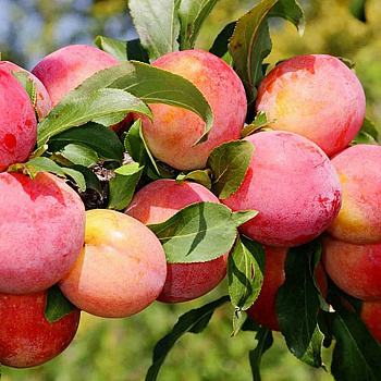 Слива Персиковая Садовита