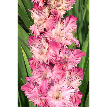 Гладиолус Звездная Болезнь 8/10 3 шт, Садовита 