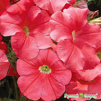 Петуния Коралловый рай НК Ц 