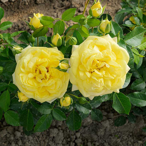 Роза Флорибунда Инка Садовита