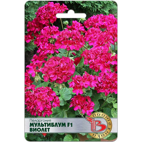 Пеларгония Мультиблум Виолет Биотехника Ц 