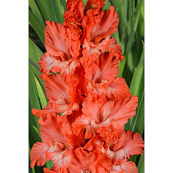 Гладиолус Источник Радости 8/10 5 шт, Садовита 