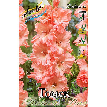 Гладиолус Томск 12/14 7 шт 
