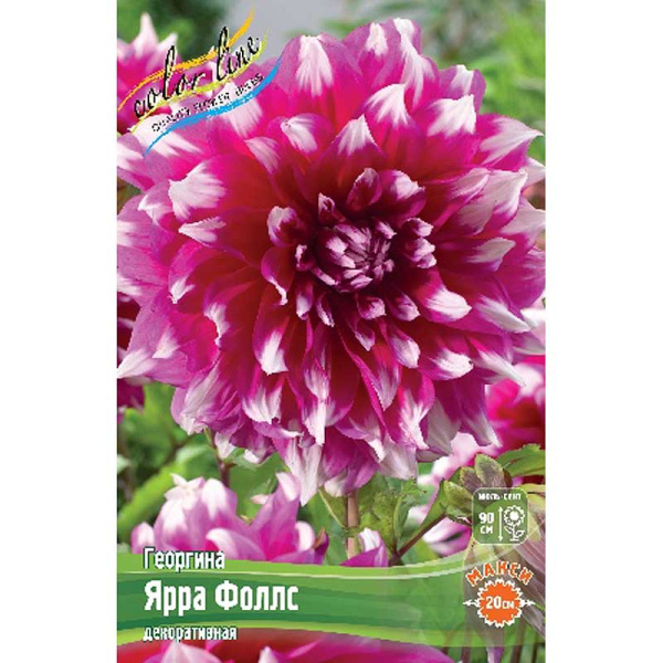 8935 Шоу-бокс Георгина Ярра Фоллс I 15 шт