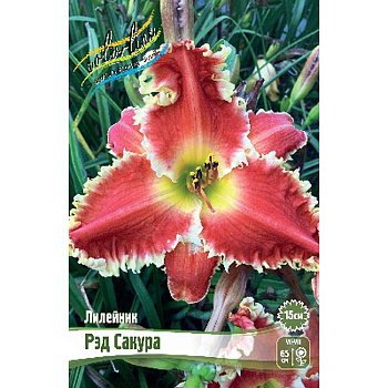Лилейник Рэд Сакура I 25 шт Биг-Пак 5933 