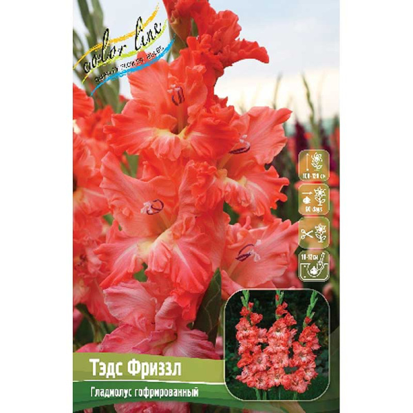 Гладиолус Тэдс Фриззл 12/14 7 шт 