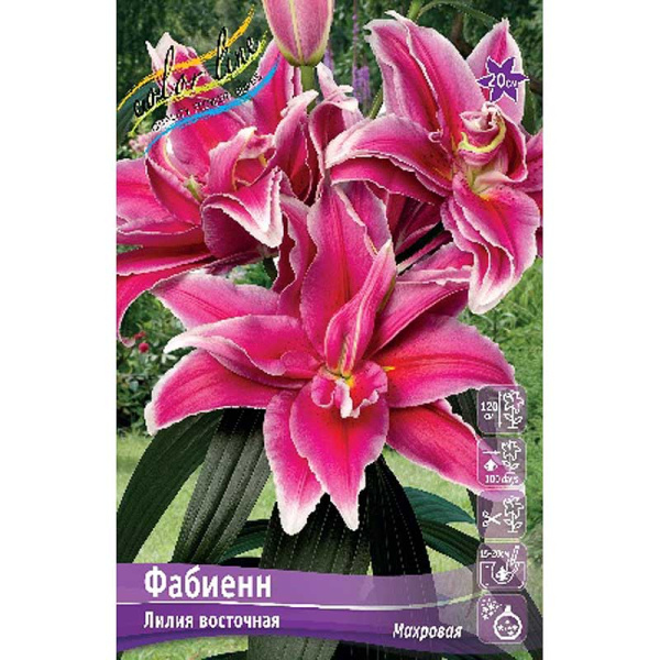 Лилия Фабиенн 12/14 25 шт Биг-Пак 10532 