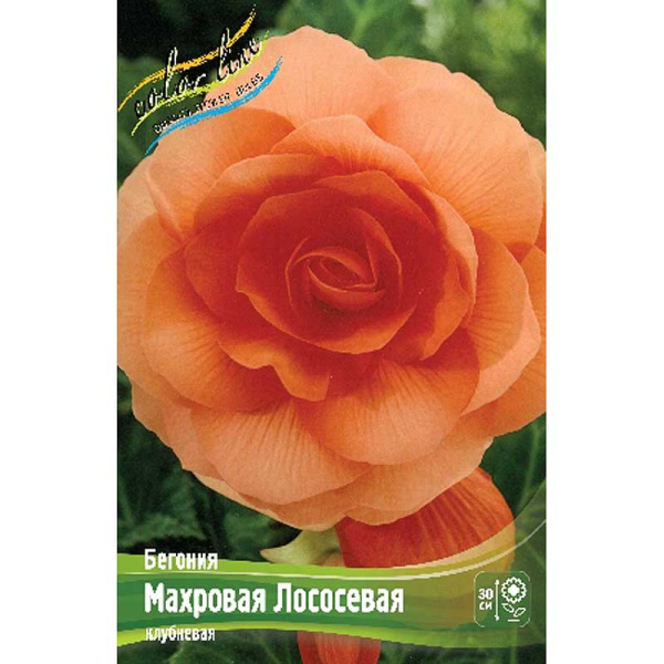 Бегония Махровая Оранжевая 5/6 50 шт Шоу-бокс 8828