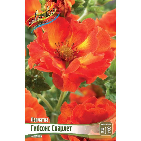 2751 Биг-Пак Лапчатка Гибсонс Скарлет I 25 шт 