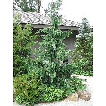 Кипарисовик Нутканський Пендула C1.5 шт