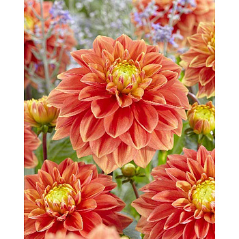 10659 Шоу-Бокс Георгина Сансет Тропикана I 15 шт 