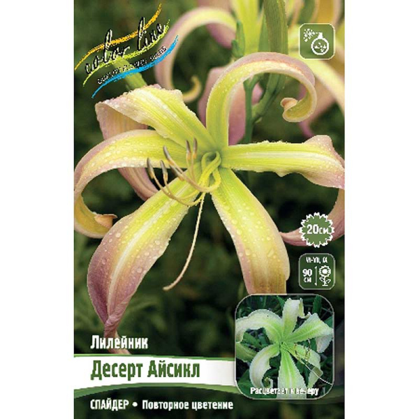 Лилейник Десерт Айсикл I 1 шт 