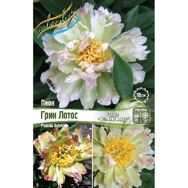 Пион Грин Лотос 2/3 n 1 шт