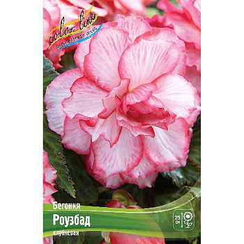 Бегония Роузбад 5/6 50 шт Шоу-бокс 8811