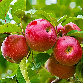 Яблоня на полукарликовом подвое Алтынай Садовита