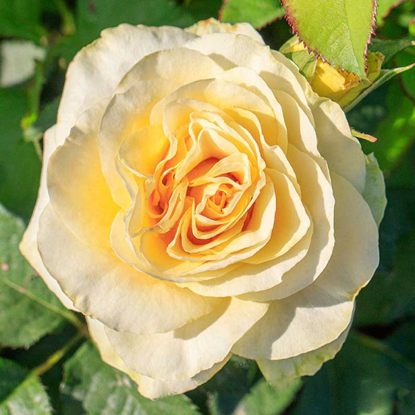 Роза чайно-гибридная Илиос Садовита