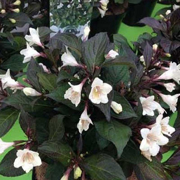 Вейгела Эбони энд Айвори Р9 шт Садовита