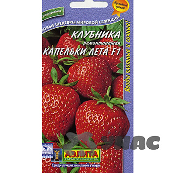 Земляника Капелька лета ремонт  Аэлита Ц Земляника Капелька лета ремонт  Аэлита Ц