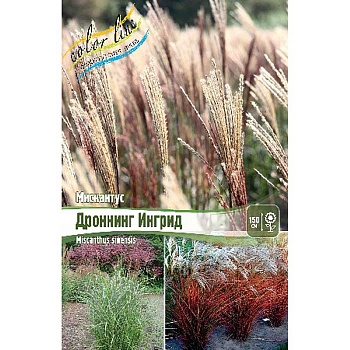 Мискантус Дроннинг Ингрид 2/3 2 шт