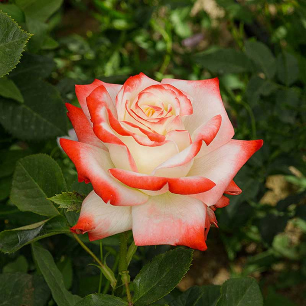 Роза чайно-гибридная Императрица Фарах Садовита