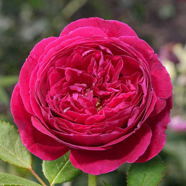 Роза шраб Принц (английская) Садовита