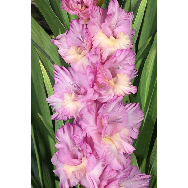 Гладиолус На Сиреневой Луне (В-16-557) 8/10 5 шт, Садовита 