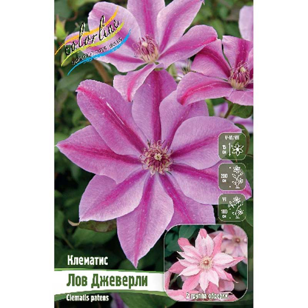 Клематис Лов Джеверли I 2 шт