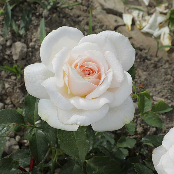 Роза флорибунда Куин Палас Садовита