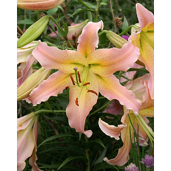 Лилия Элюзив 12/14 1 Эконом шт