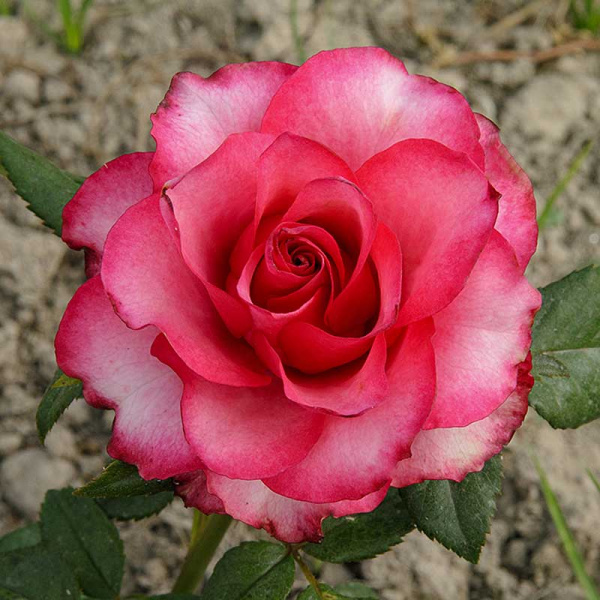 Роза чайно-гибридная Дип Вотер Садовита